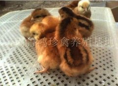 红玉鸡苗