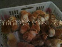 红玉鸡苗