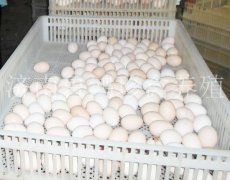 芦花鸡种蛋